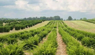 个体小型苗木种植户与苗圃 五大策略有效提升利润空间