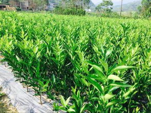 四川耙耙柑苗与绵阳种植指南 锦鹏苗木的专业服务