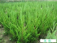 龙柏种植与批发 临朐成伟苗木专业合作社的供应优势