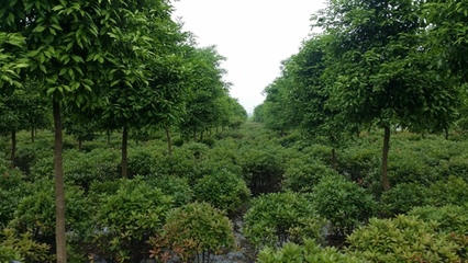 靖江百盛园 苗木种植合作共赢的金色典范