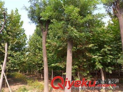 济宁市任城区长易苗木种植基地 优质白蜡、国槐及多样苗木，实惠供应，高成活率