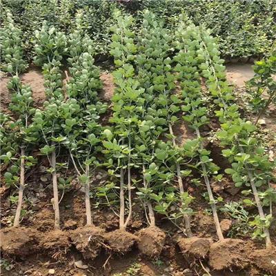 青州北海道黄杨价格解析与优质苗木选购指南