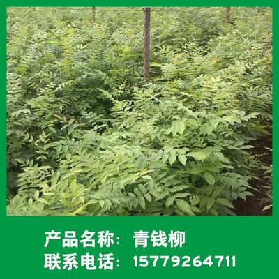 金钱柳绿化苗木 优质青钱柳树的批发供应与种植指南