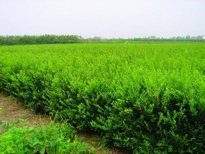 北海道黄杨 园林绿化的优选苗木及其专业种植指南