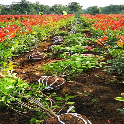 红叶石楠种植与养护全攻略 四季常青的园林瑰宝