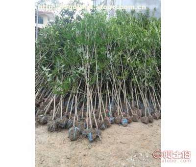 咸宁万桂桂花苗木种植专业合作社 优质桂花苗木专业供应商