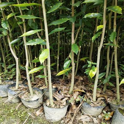 奇楠沉香苗木的培育与供应——探访玖阳苗木场沉香树种植基地