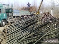 速生白蜡,速生法桐,速生国槐山东 济宁济宁市任城区惠民苗木种植合作社产品供应第2页