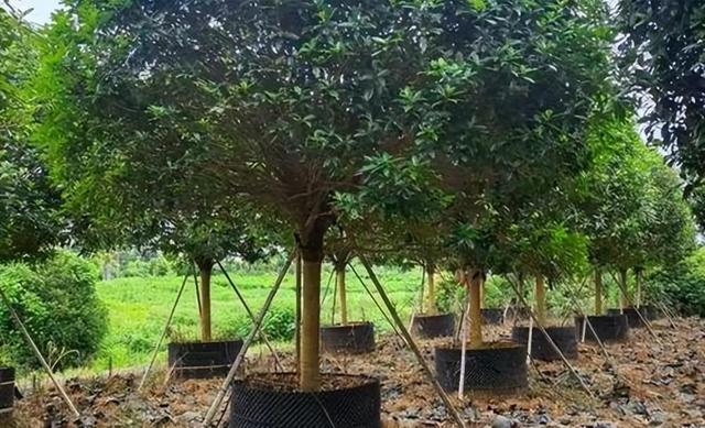 苗木人必看 | 春季移栽，苗木假植很重要！